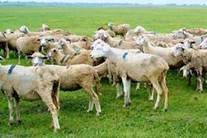 2025内蒙古农牧业品牌百强价值榜企业名单, 伊利和蒙牛品牌价值共占比51%